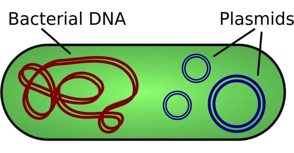A preliminary understanding of plasmids