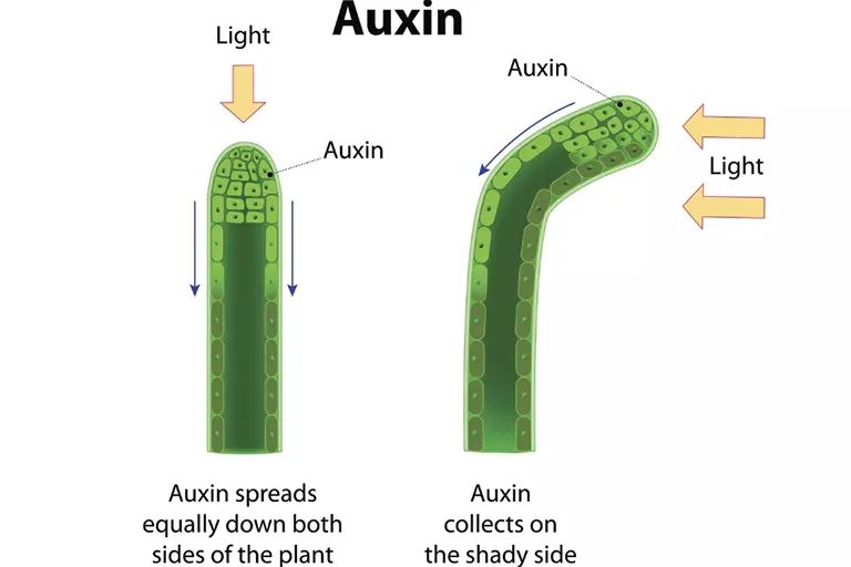 How to use the Bailun fermentation process in the field of auxin
