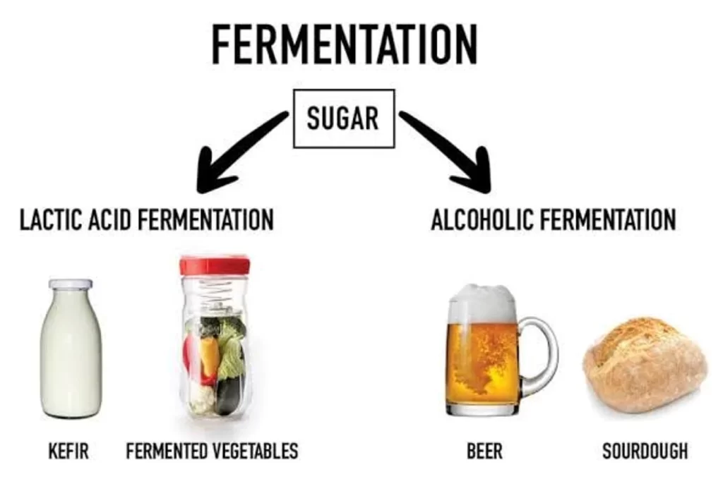 Fermentation Process