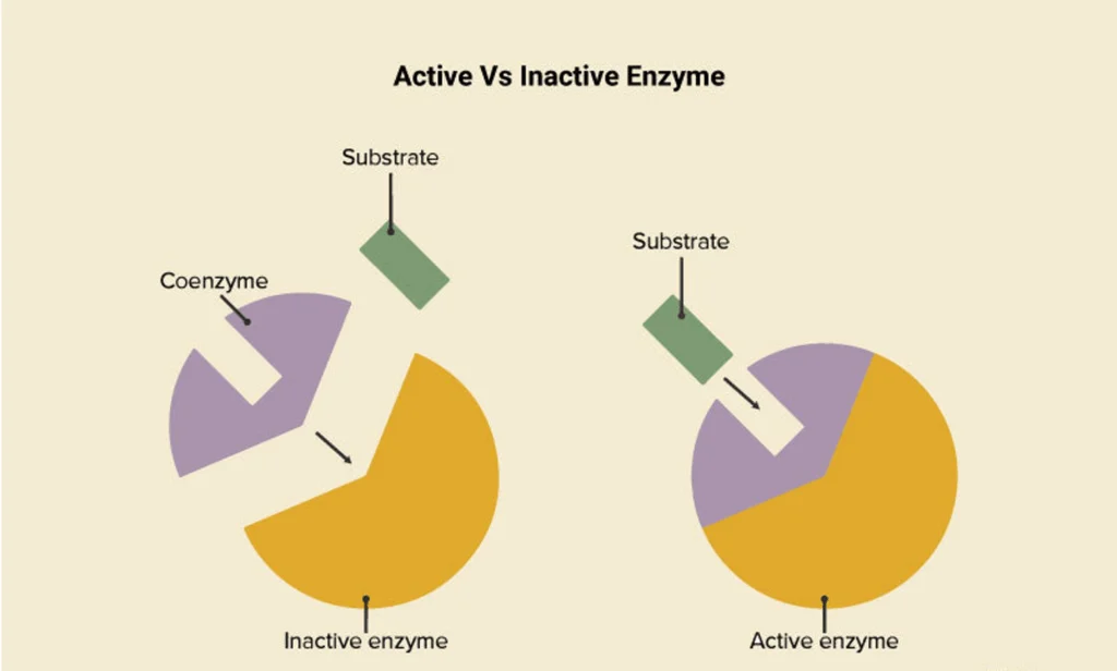 Active Vs Inactive Enzyme