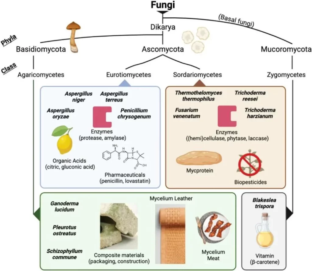 Famous industrial filamentous fungal host species and their related products