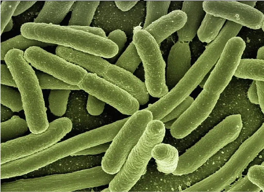 Fermenter Bacteria