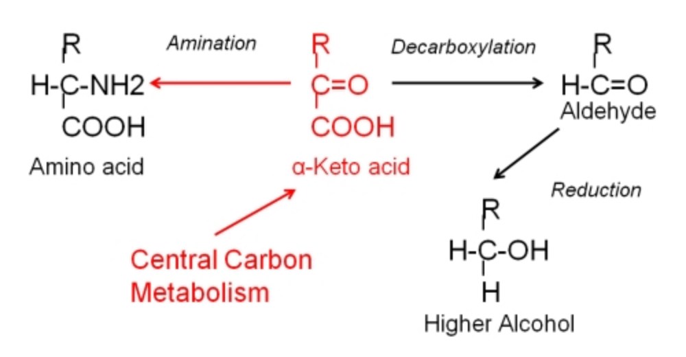 Genetic Engineering for Enhanced Amino Acid Biosynthesis