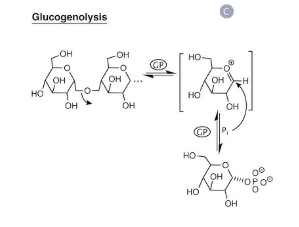 Glucogenolysis process