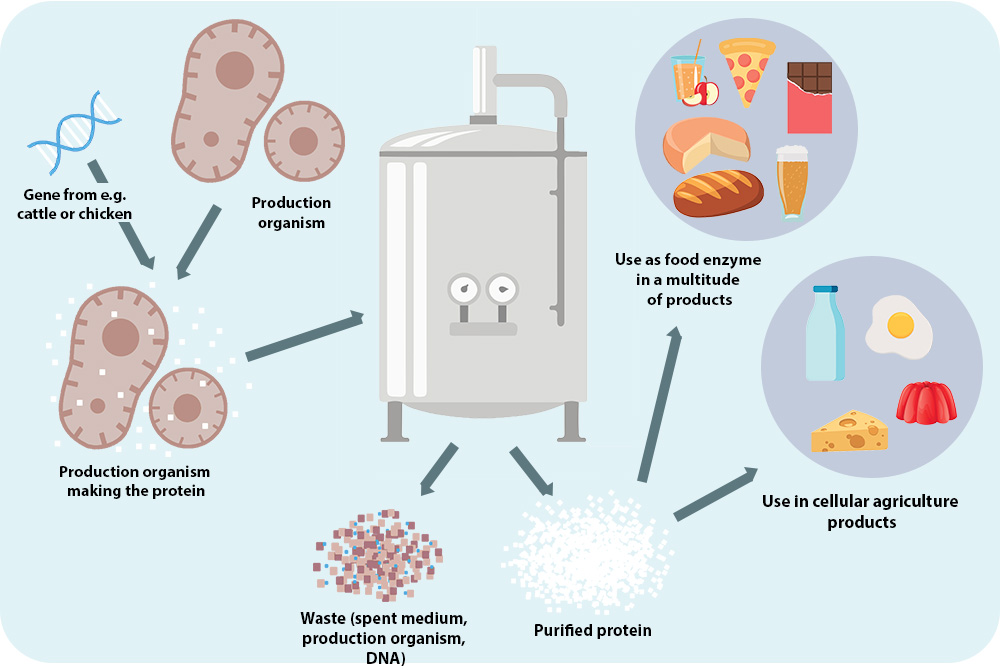 bioreactor fermentation process