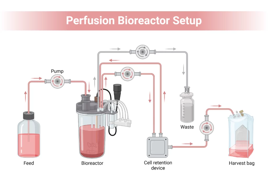 Perfusion Bioreactor setup