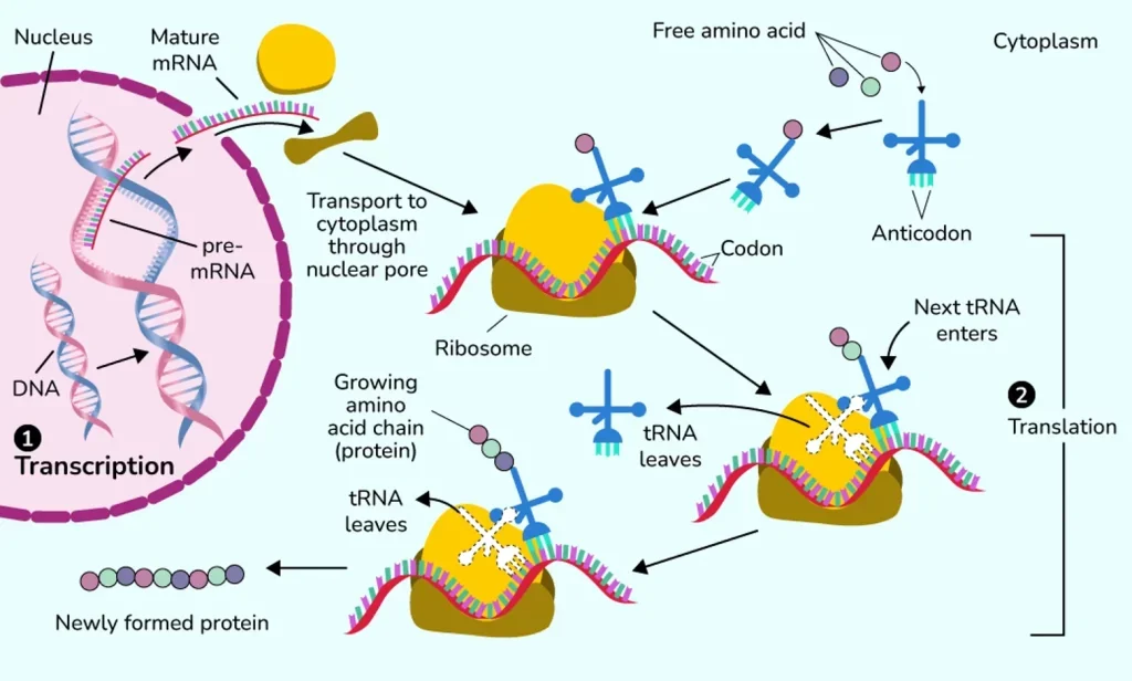 Proteins Synthesized in the Cell