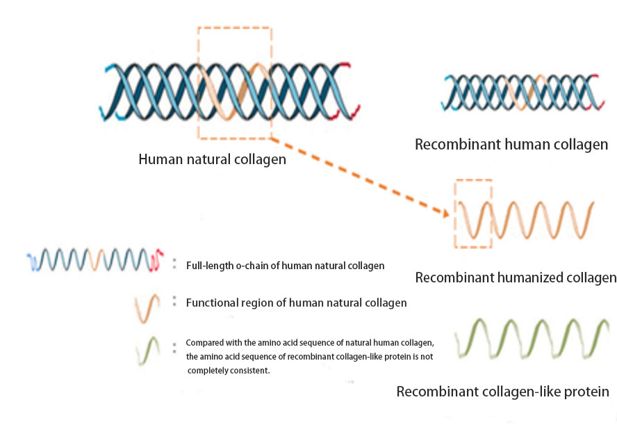Recombinant-Collagen