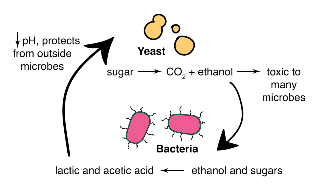 bioreactor fermentation