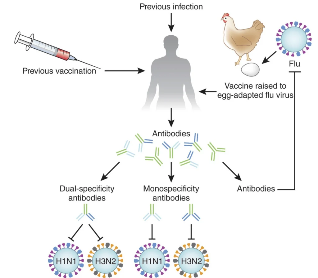 The principle of inactivated flu vaccine (1)