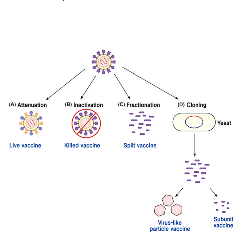 modified live vaccine