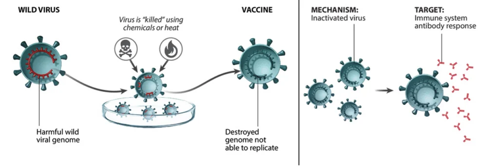 The process of vaccines eliminating viruses