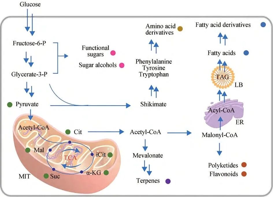 Yarrowia lipolytica chassis cell