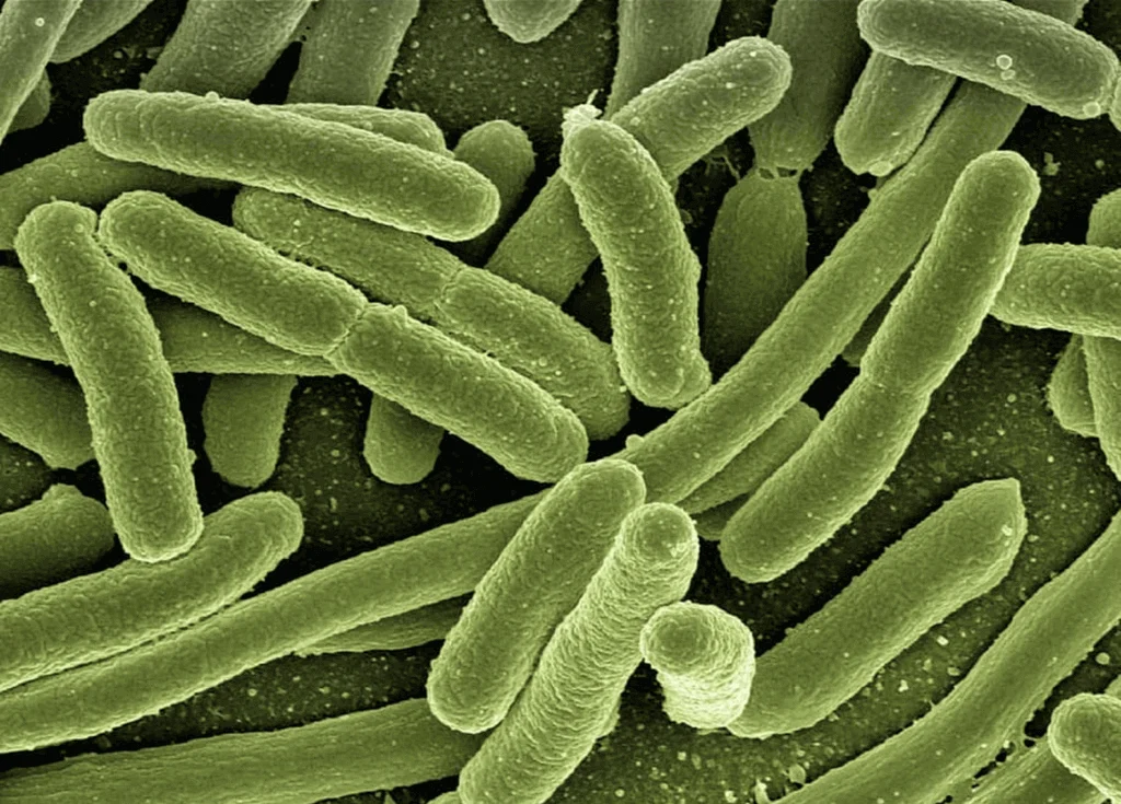 bacterial fermentation technology