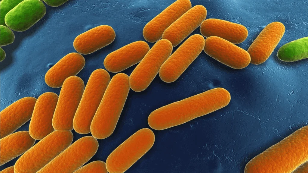 fermentation microorganisms
