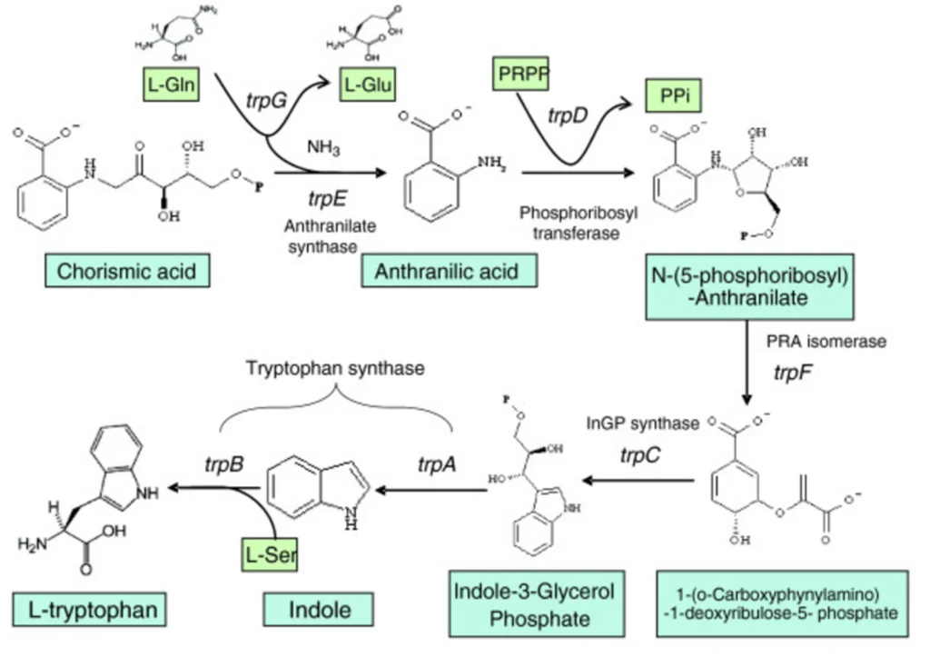 biosynthesis examples