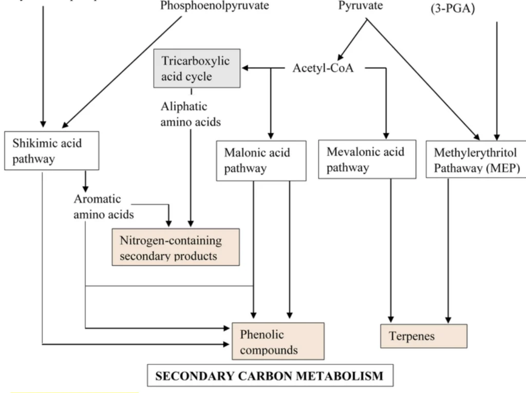 biosynthesis