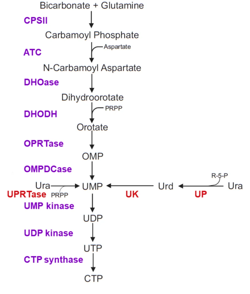 biosynthesis