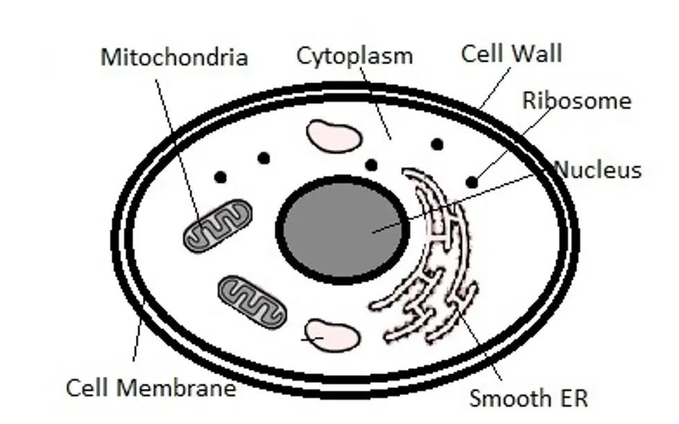 Proteins Synthesis in Cell