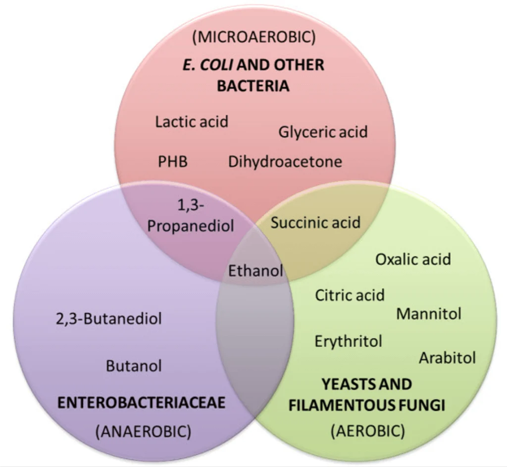 fermentation microorganisms