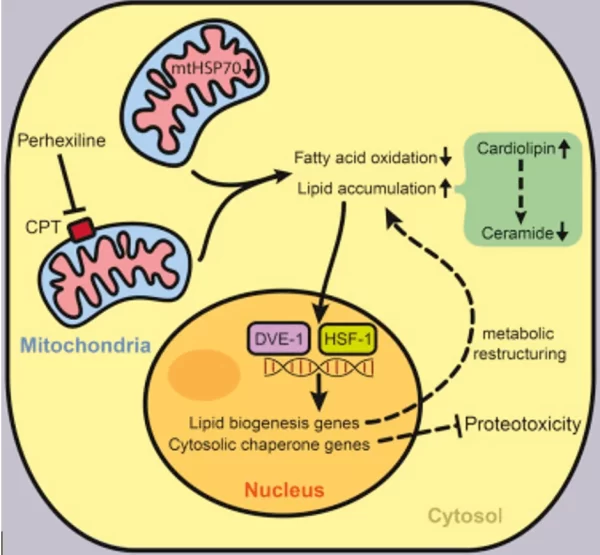 5 Powerful Insights into Lipid Synthesis and Biosynthesis of Lipids