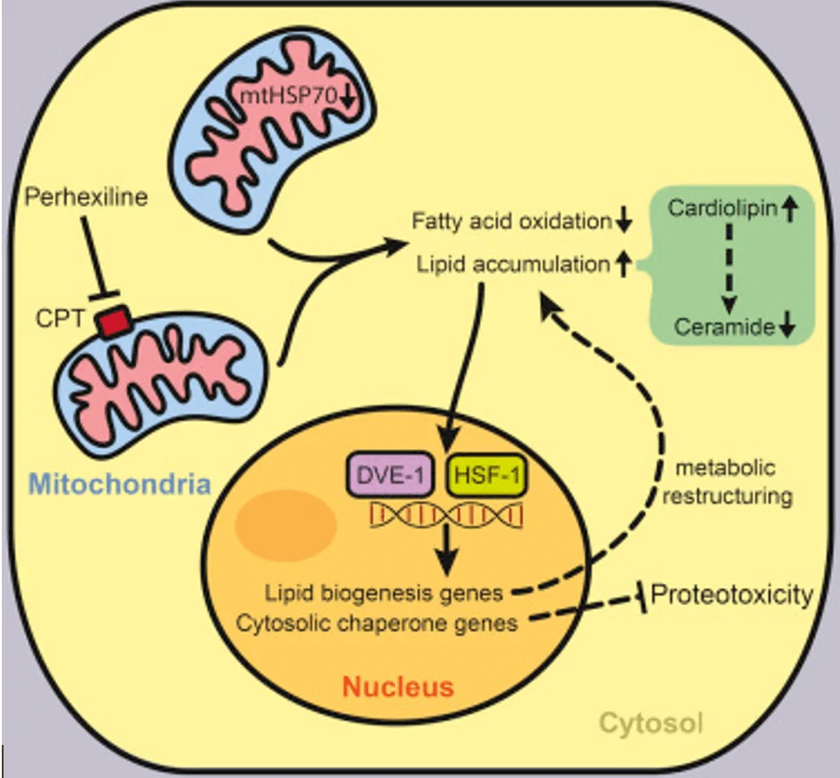 lipid synthesis